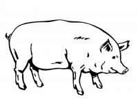 Субпродукты свиные